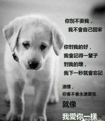 狗狗小说txt下载_我在雨中等你 小说 宠物狗