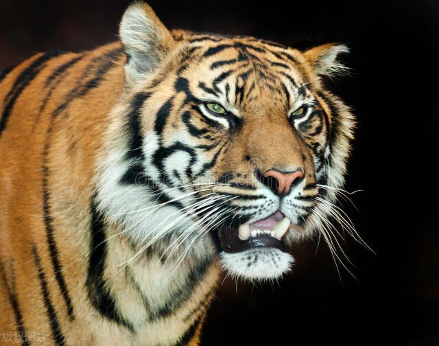 自然传奇东北虎下载_民国龙虎大战故事_长白山龙虎沟传说