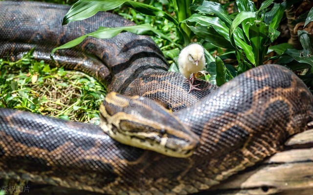 长白山龙虎沟传说_自然传奇东北虎下载_民国龙虎大战故事