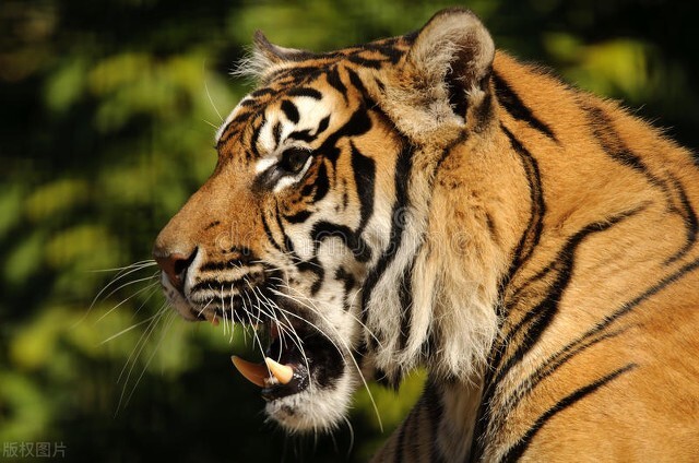 民国龙虎大战故事_自然传奇东北虎下载_长白山龙虎沟传说