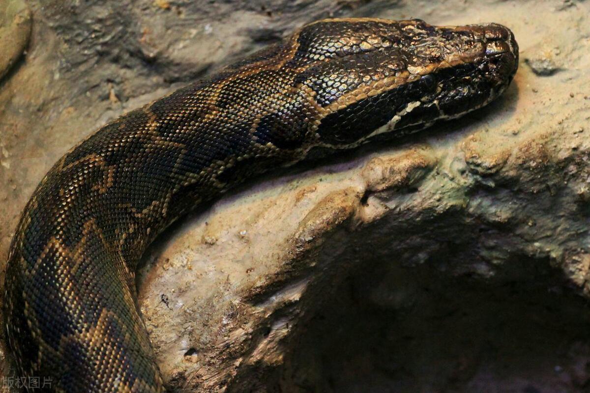 自然传奇东北虎下载_长白山龙虎沟传说_民国龙虎大战故事