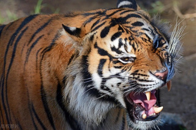 长白山龙虎沟传说_民国龙虎大战故事_自然传奇东北虎下载